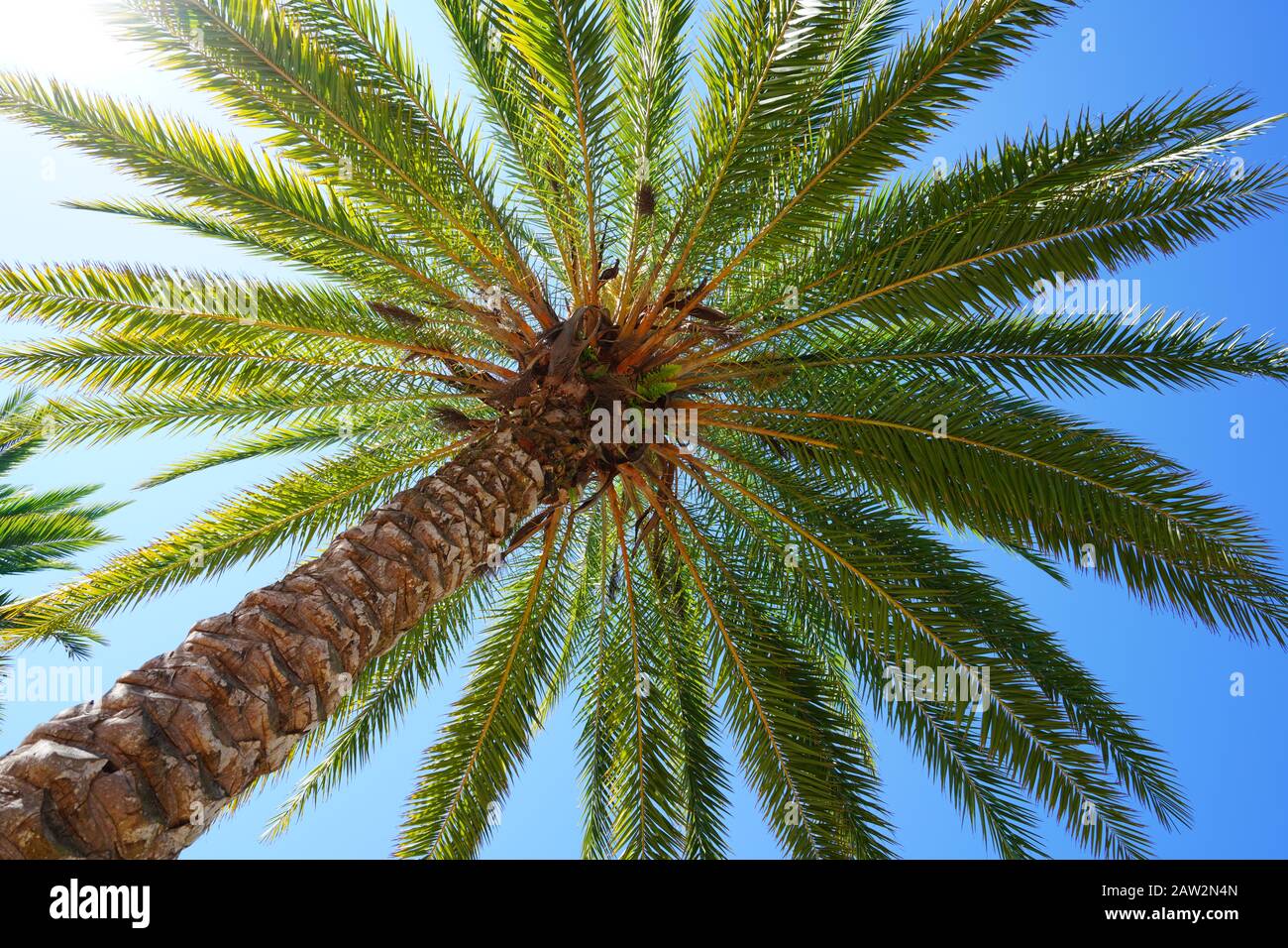 Palmen, die auf einen blauen, sonnigen Himmel blicken Stockfoto
