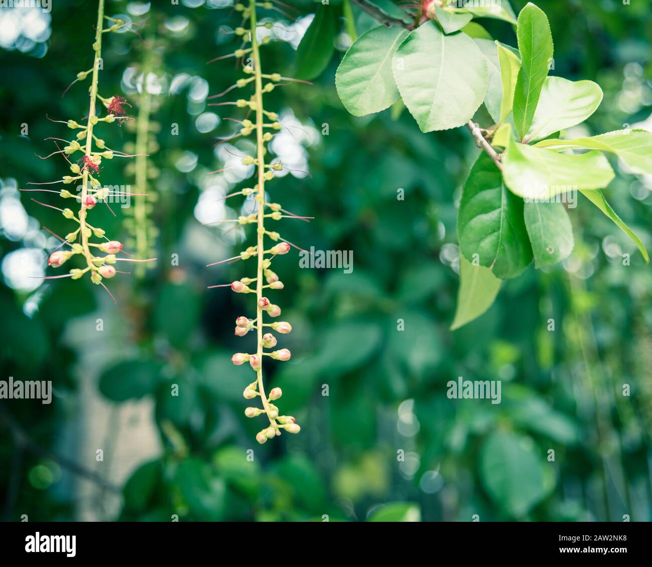 Gefiltertes Foto indische Eiche lange hängende Rassem-Knospen mit leuchtend roten Staubblättern, die auf dem Baumzweig blühen Stockfoto