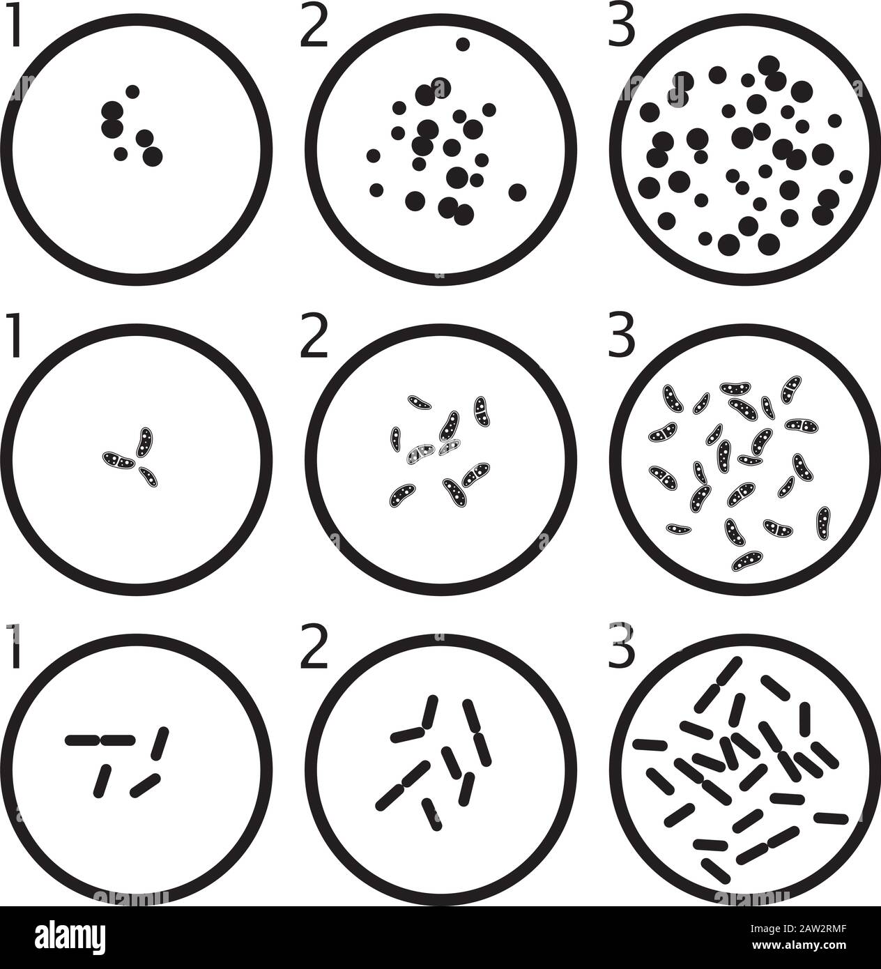 Vektor-Bakterien-Wachstumsstufen: Schwarze Bakterienzellen in Petrischalen isoliert auf weißem Hintergrund Stock Vektor