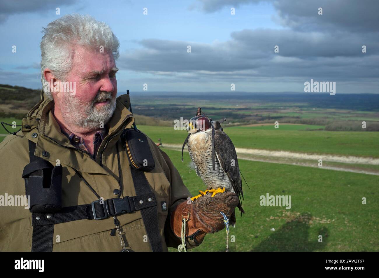 Ein falconer mit seinem Vogel auf den South Downs in East Sussex Stockfoto