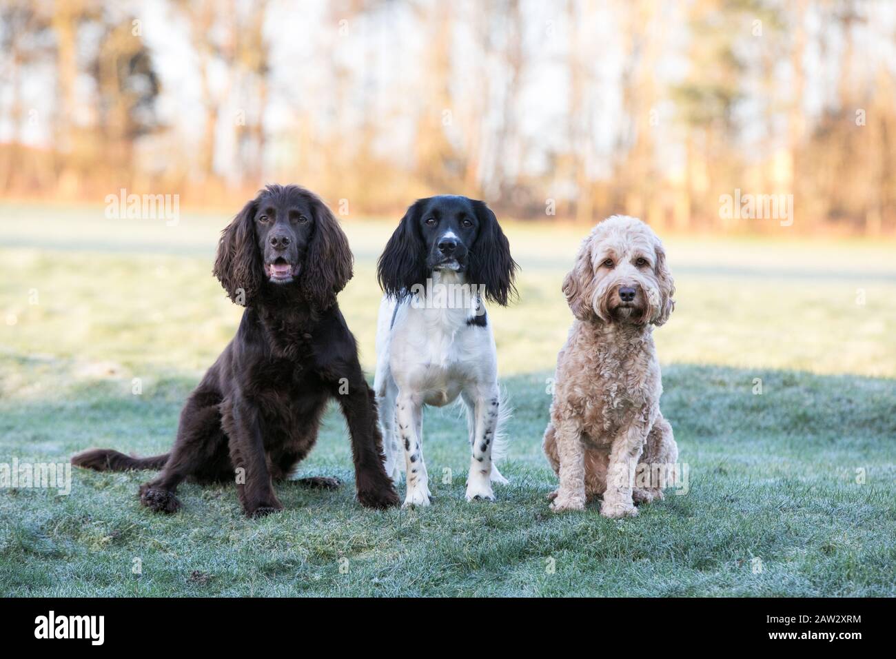 Drei Hunde stehen in einer Reihe Stockfoto