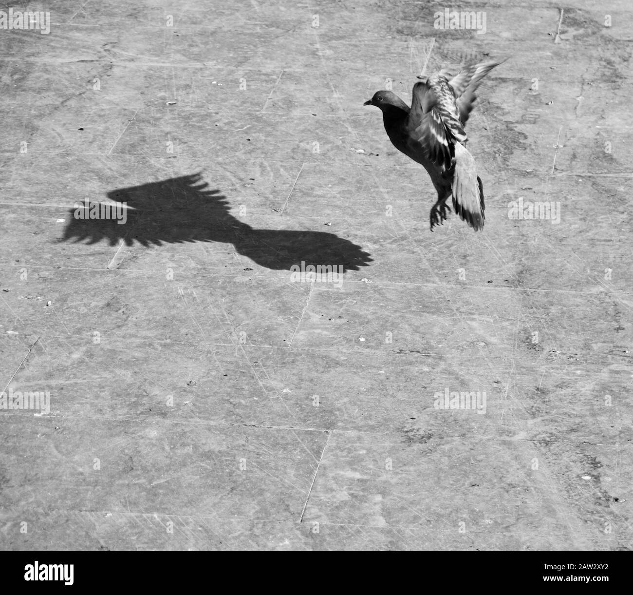 Taube im Flug. Bewegungsstopp. Stockfoto