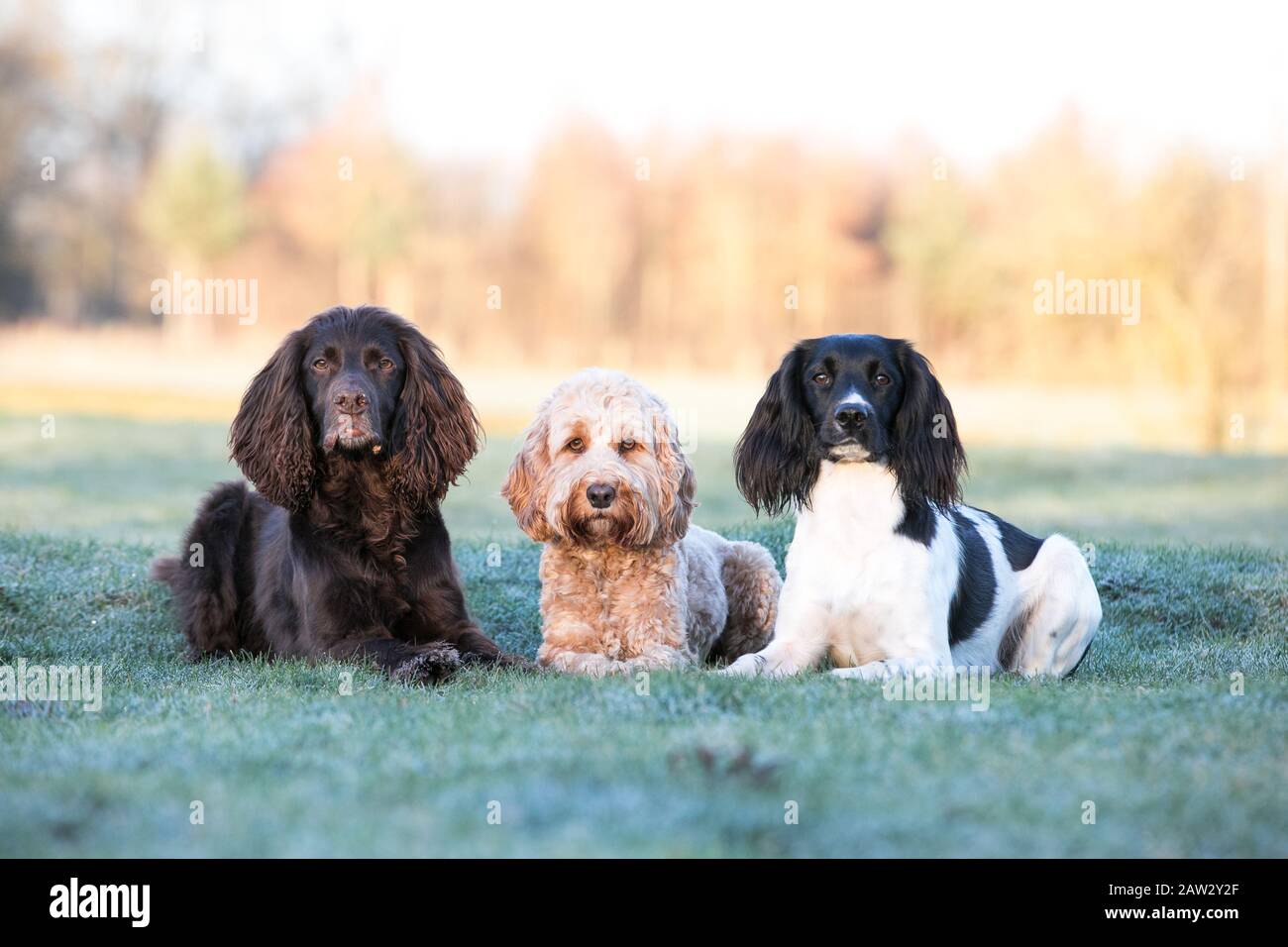 Hunde, die in einer Linie liegen Stockfoto