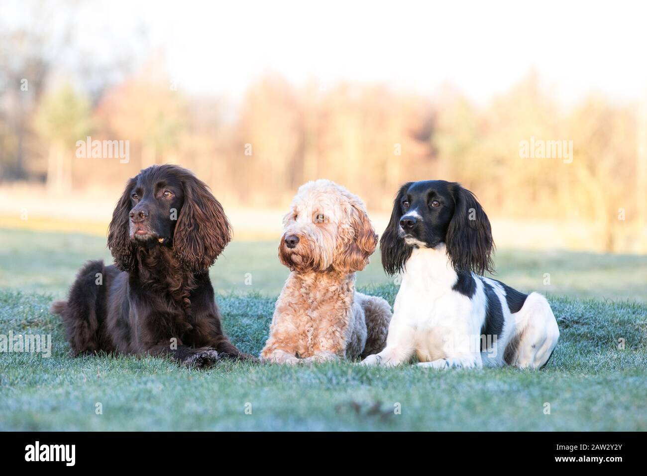 Hunde, die in einer Linie liegen Stockfoto