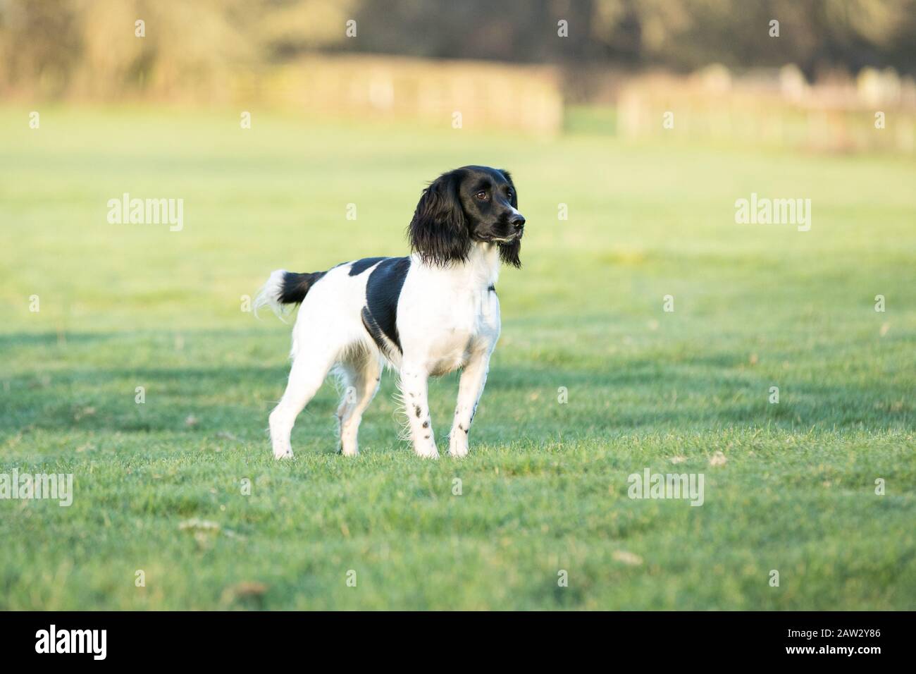 Spaniel steht auf einem Feld Stockfoto