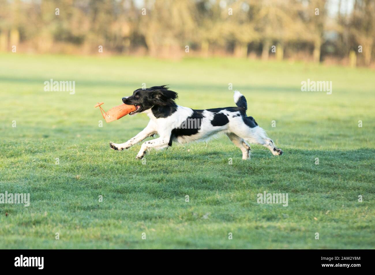 Hund läuft mit einer Schießhundeattrappe Stockfoto