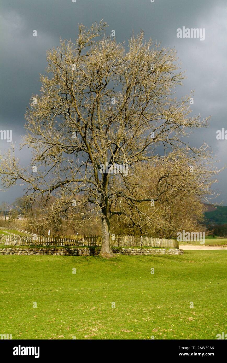 Reifer Baum innerhalb der englischen Landschaft in Großbritannien Stockfoto