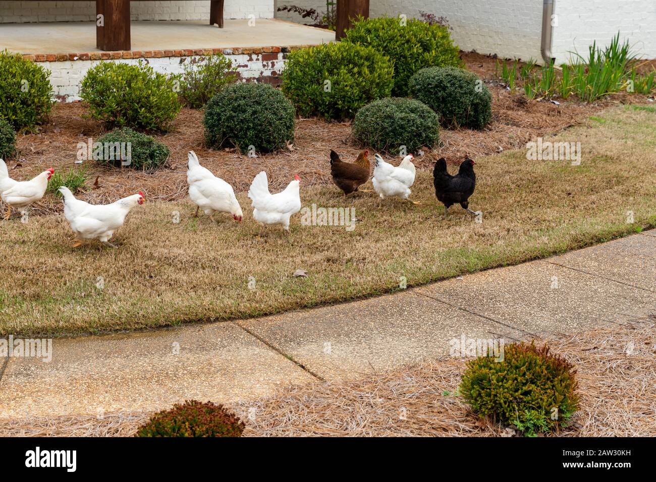 Haushühner streiften frei im Hof eines Hauses Stockfoto