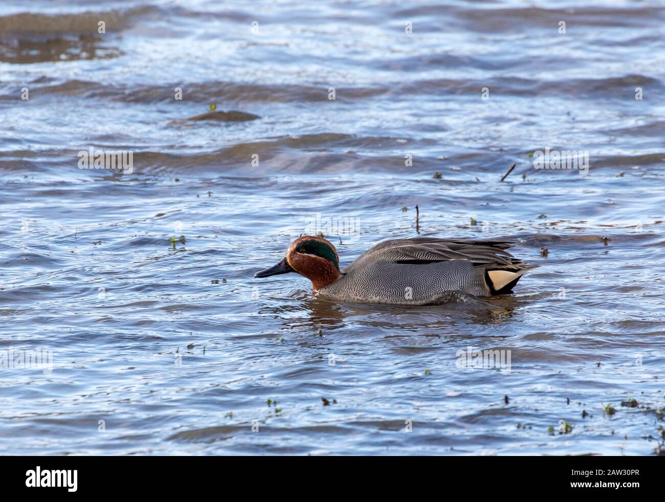 Teeschwimmen auf dem Wasser in Feuchtgebieten Stockfoto