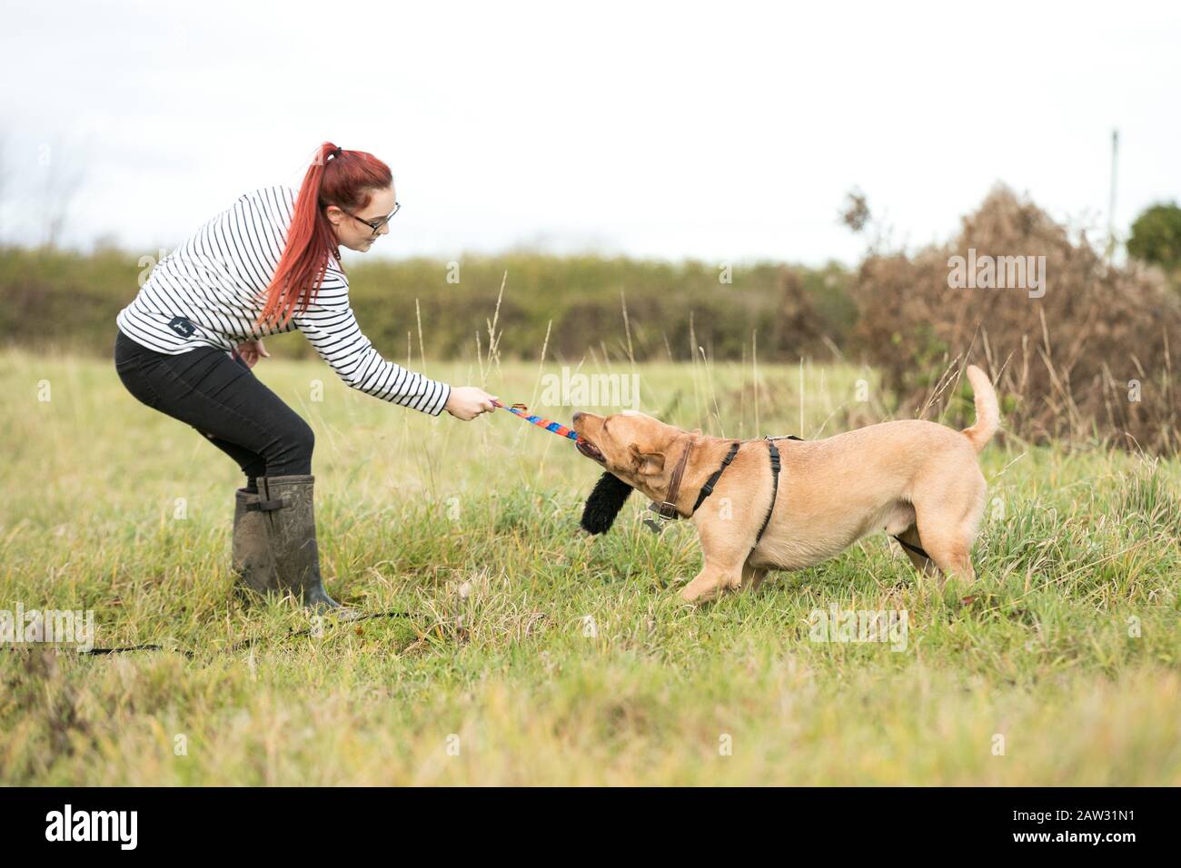 Frau spielt Tauziehen mit Hund Stockfoto