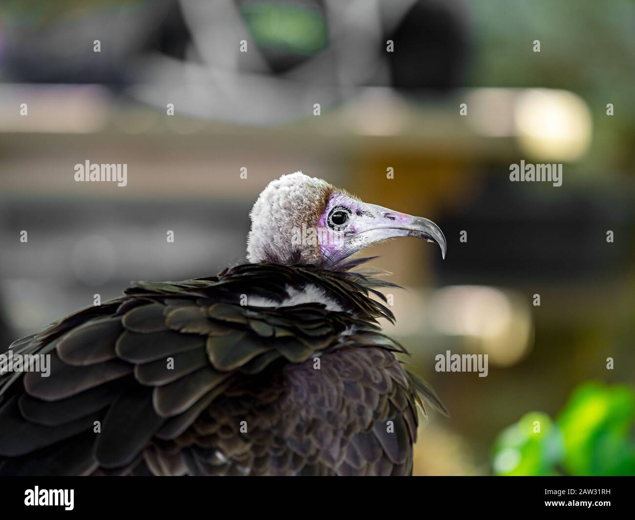Riesiger Adler schoss Nahaufnahme der Flora und Fauna der Vogesen, Frankreich Stockfoto