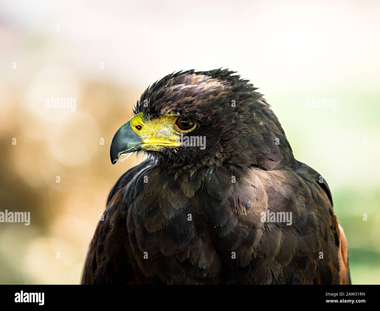 Riesiger Adler schoss Nahaufnahme der Flora und Fauna der Vogesen, Frankreich Stockfoto