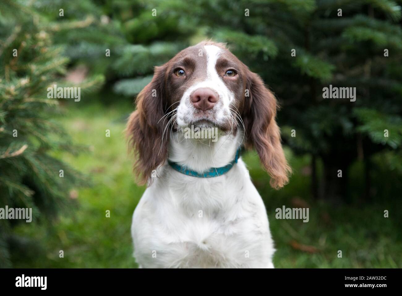 Kopfschuss von Spaniel-Welpen in einem Wald Stockfoto
