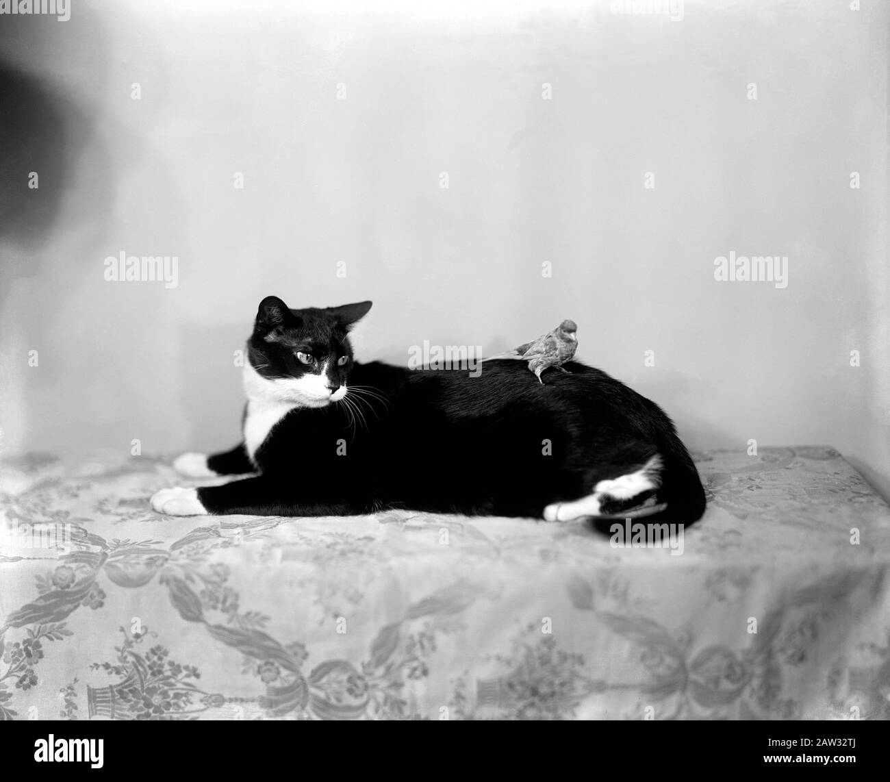 1924 Ca, WASHINGTON, DC, USA: Die Katze TIMMIE im Besitz von Bascom N. Timmons, Journalist und präsident des nationalen Presseclubs. Mit einem kanariennamen Stockfoto