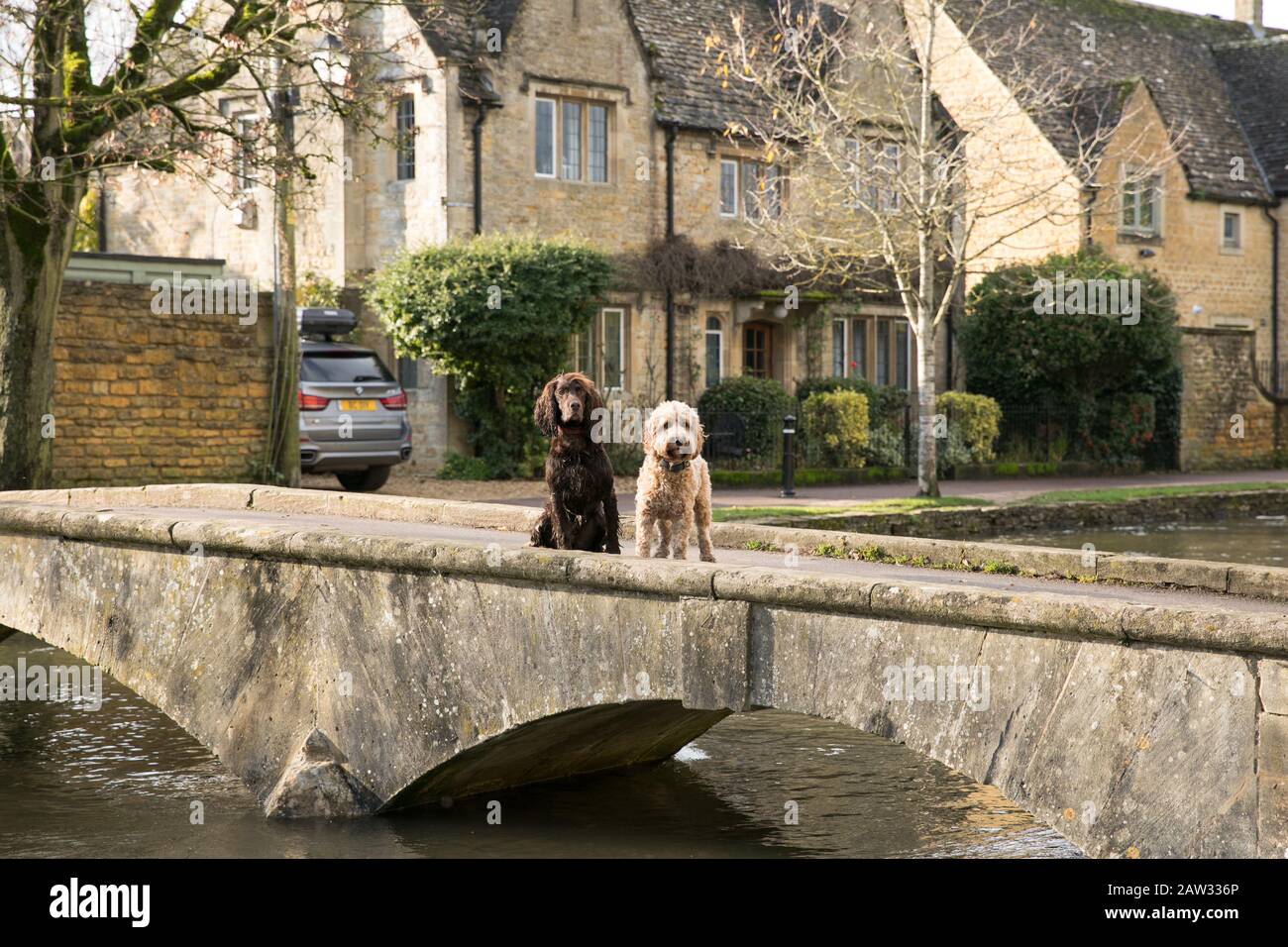 Hunde saßen auf einer Brücke in Bourton auf dem Wasser Stockfoto