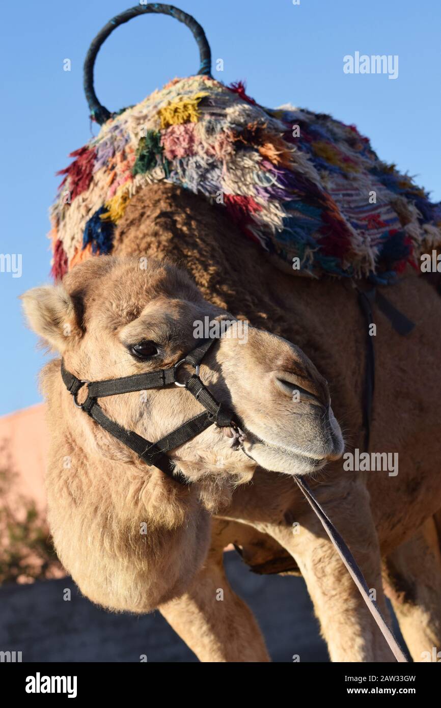 Wir haben ein häusliches Dromedarkamel für eine Touristenfahrt in Marokko Stockfoto