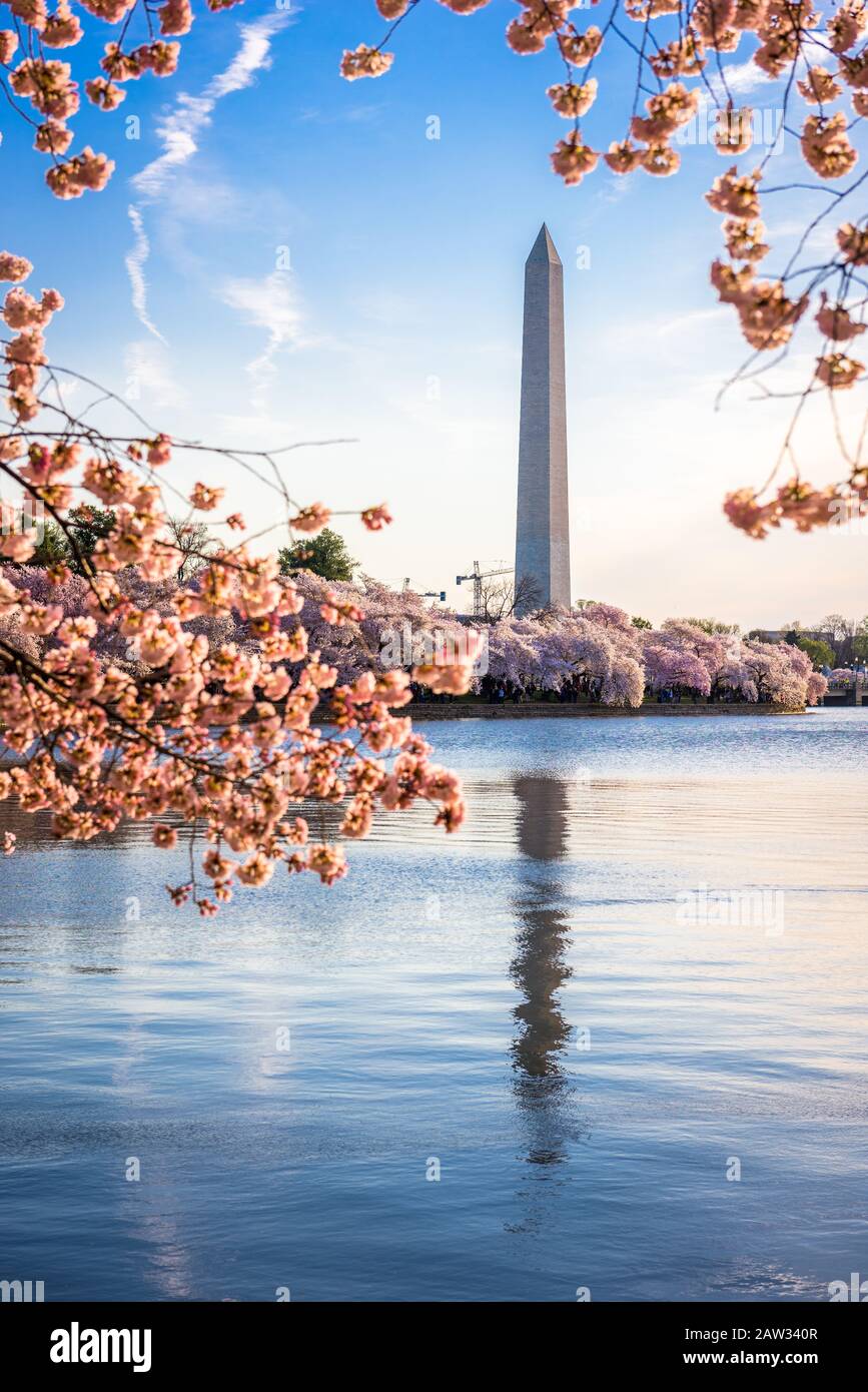 Washington DC, USA an das Gezeitenbecken mit Washington Monument in der Frühjahrssaison. Stockfoto