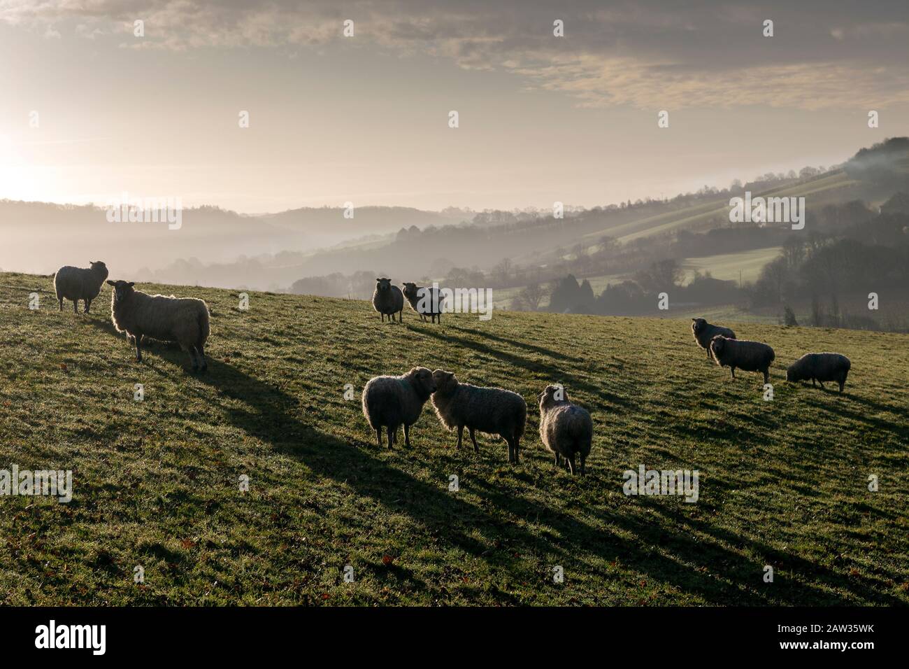 Misty Fields in der Nähe von Dunsford, einem Dorf in Devon, Dreschen der Bodenbearbeitung agronomics Crop-hoising, Geoponics, Share-cropping, Bodenkultur, Stockfoto