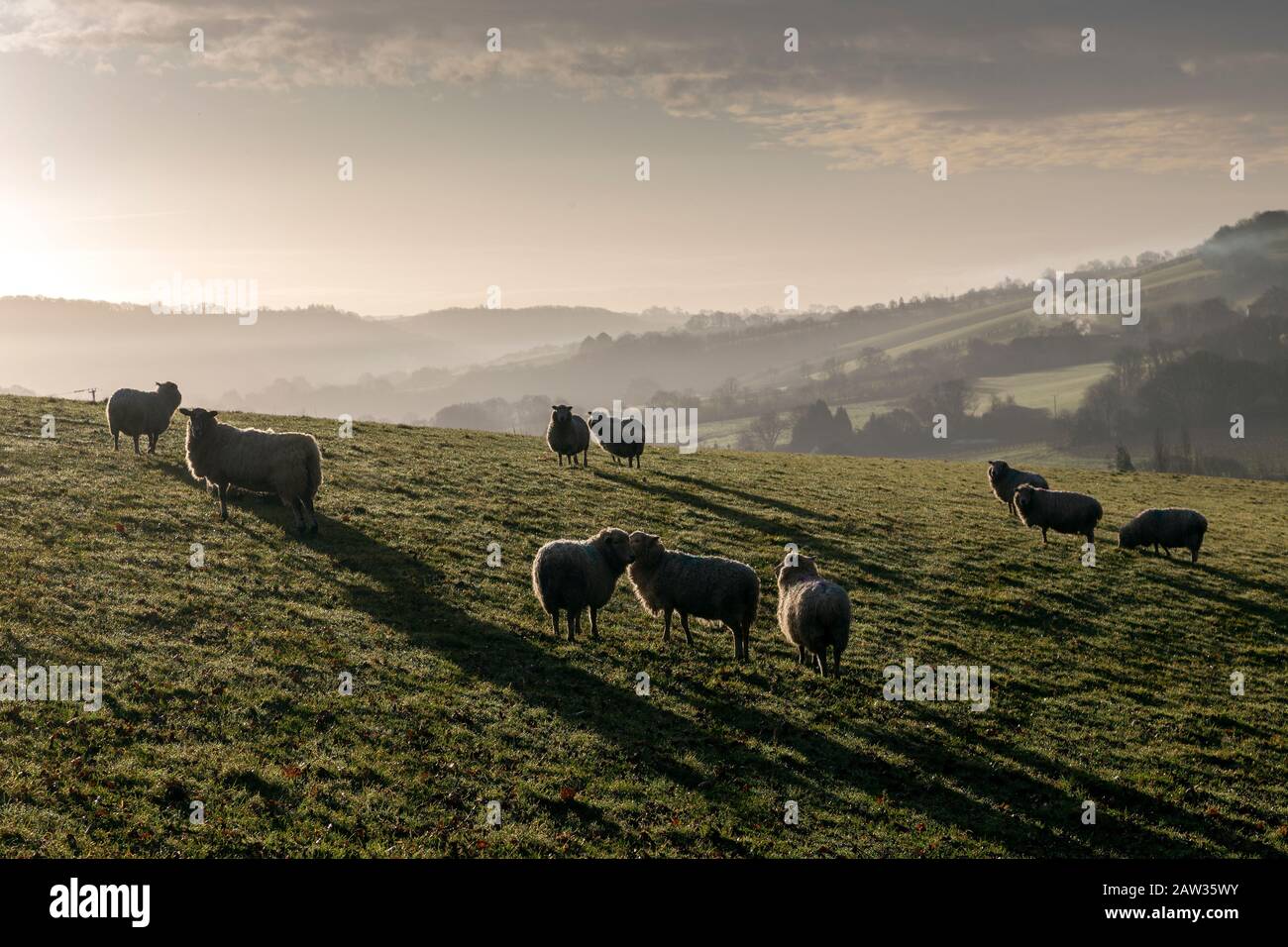 TMisty Fields in der Nähe von Dunsford, einem Dorf in Devon, Dreschen der Bodenbearbeitung agronomics Crop-raising, Geoponics, Share-cropping, Bodenkultur, Stockfoto