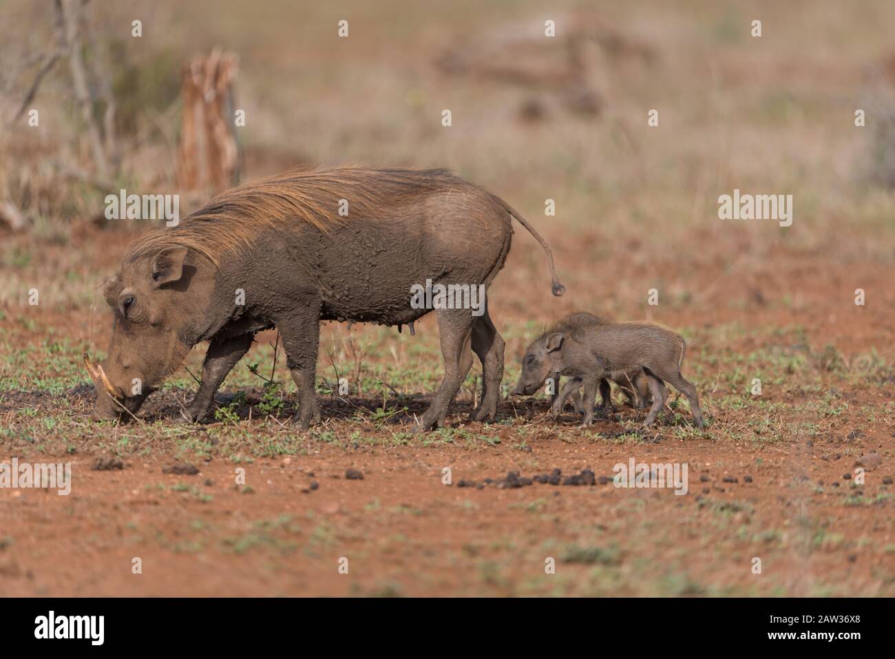 Warthog mit Ferkeln, mit Baby warthog Stockfoto