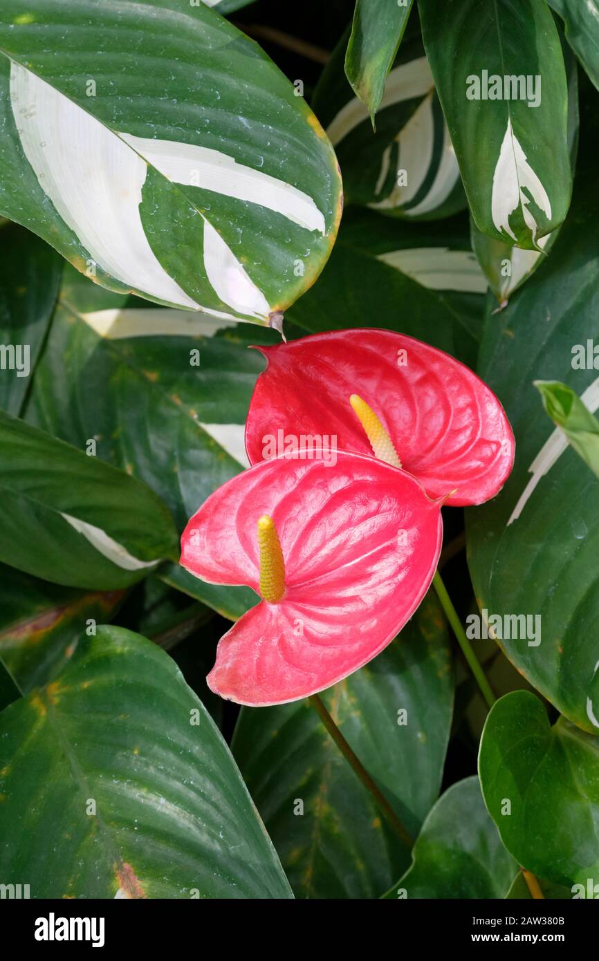 Anthurium andraeanum 'Volare' Schwanzblume, Flamingo-Blume, Maler-Palette und Laceleaf. Stockfoto