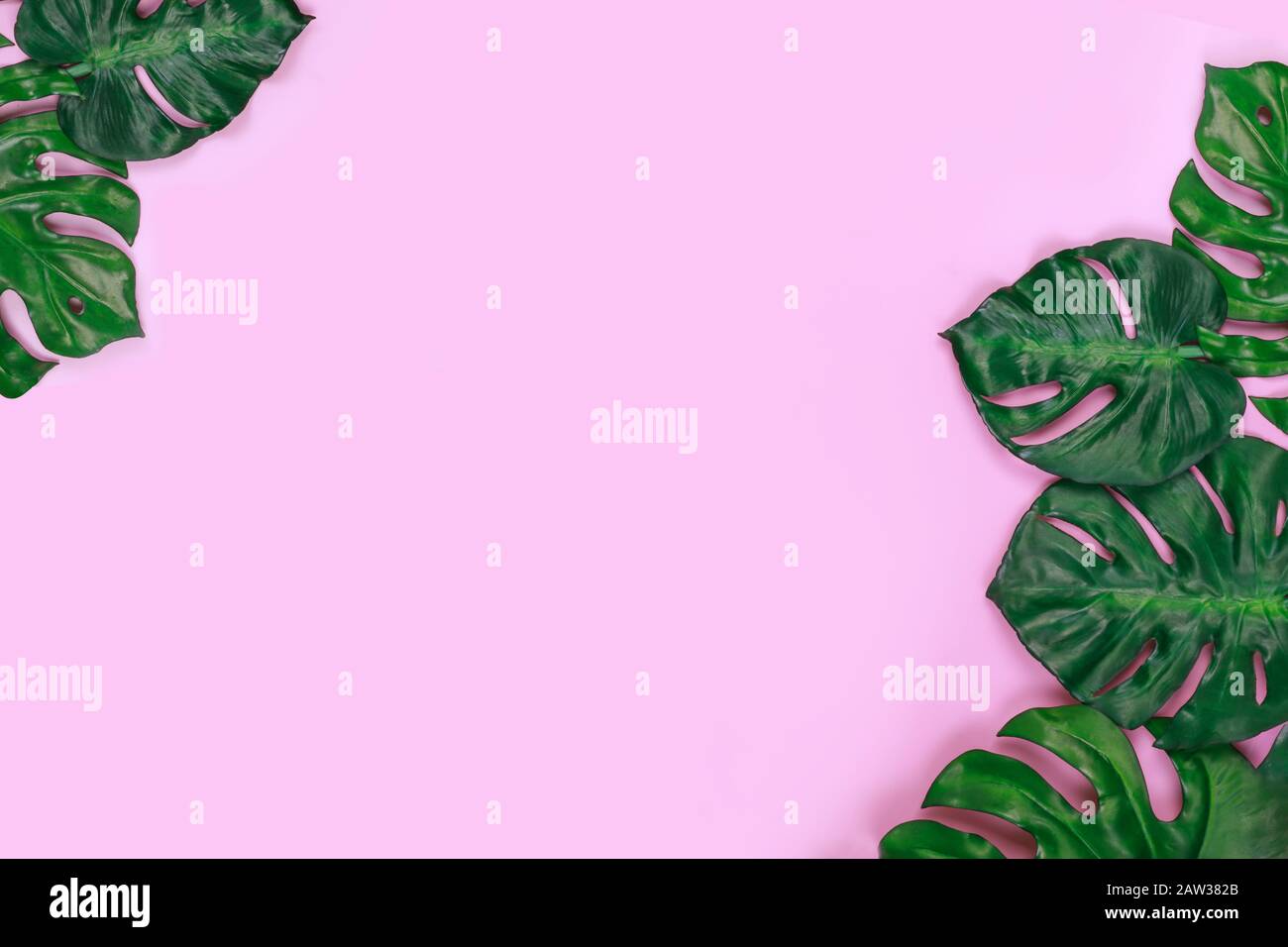 Monstera hinterlässt einen rosafarbenen Hintergrund. Tropisches Konzept mit freiem Kopierraum für Text. Stockfoto