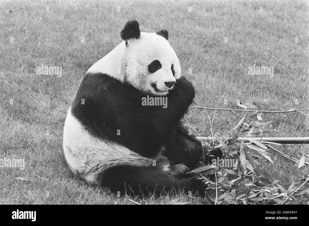 Prinz Bernhard setzt Unterkünfte riesige Pandas in Gebrauch, indem er die WWF-Flagge horcht; riesiges Datum: 21. Mai 1987 Personenname: Bernhard, Fürst Stockfoto