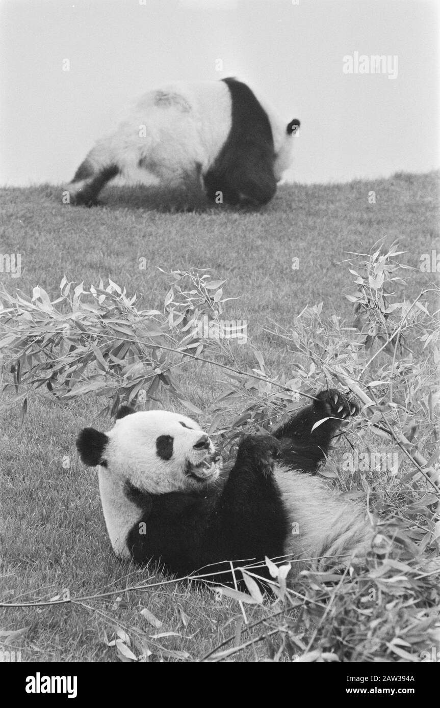Prinz Bernhard setzt Unterkünfte riesige Pandas in Gebrauch, indem er die WWF-Flagge horcht; 2 riesige Pandas Datum: 21. Mai 1987 Personenname: Bernhard, Fürst Stockfoto