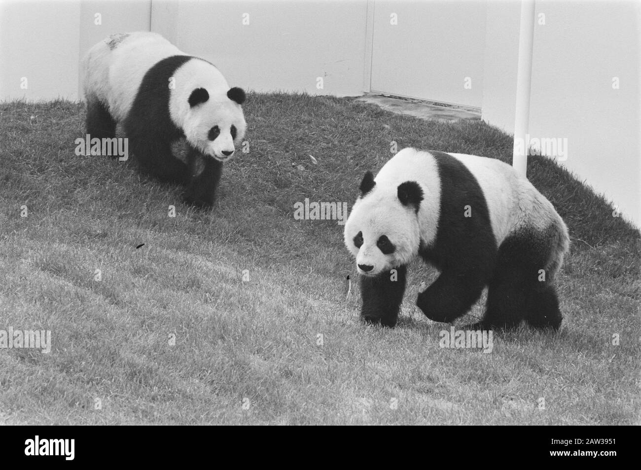 Prinz Bernhard setzt Unterkünfte riesige Pandas in Gebrauch, indem er die WWF-Flagge horcht; 2 riesige Pandas Datum: 21. Mai 1987 Personenname: Bernhard, Fürst Stockfoto