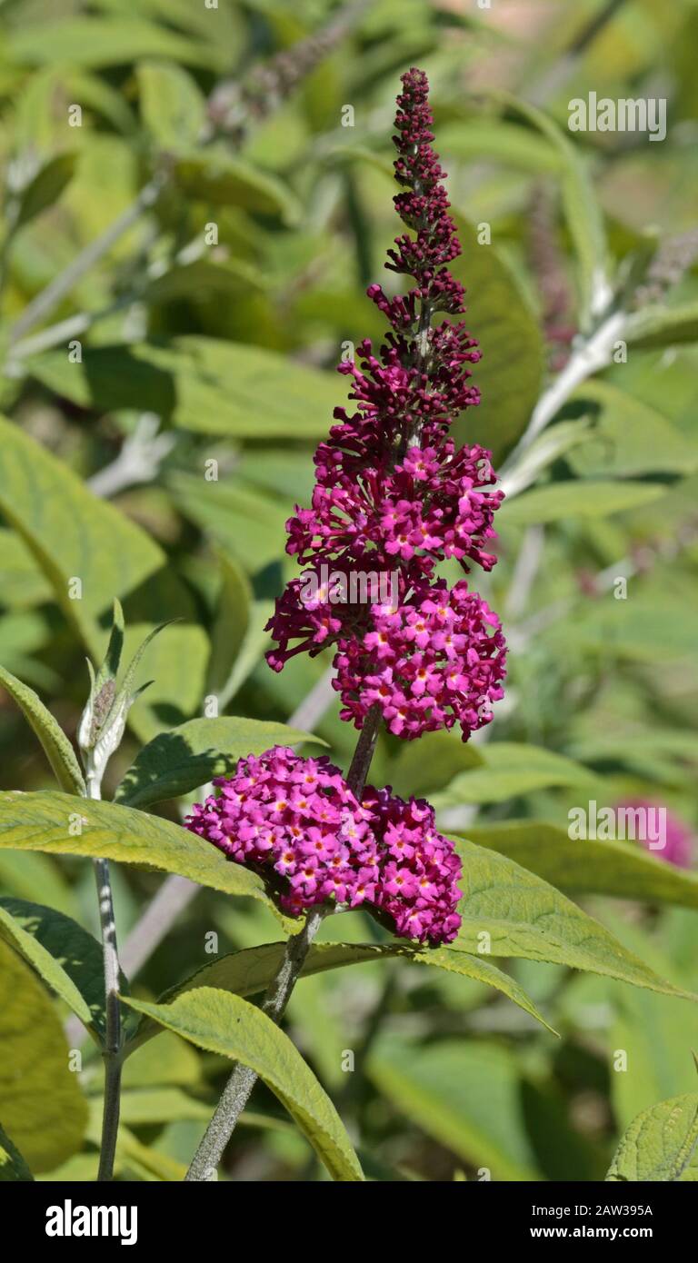 Rosa Buddleia Stockfoto