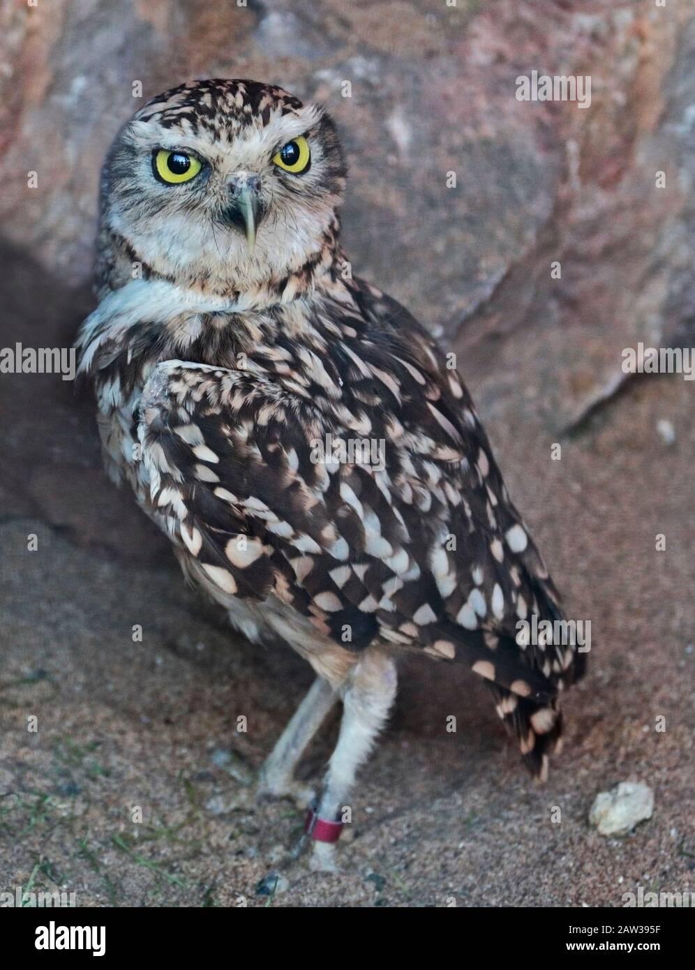 Kanincheneule (Athene Cunicularia) Stockfoto