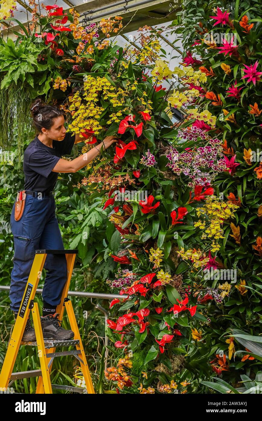 London, Großbritannien. Februar 2020. Kew Gardens' erstes Orchideenfestival, das sich mit dem Thema "das Land Indonesiens" im Princess of Wales Conservatory beschäftigt. Credit: Guy Bell/Alamy Live News Stockfoto