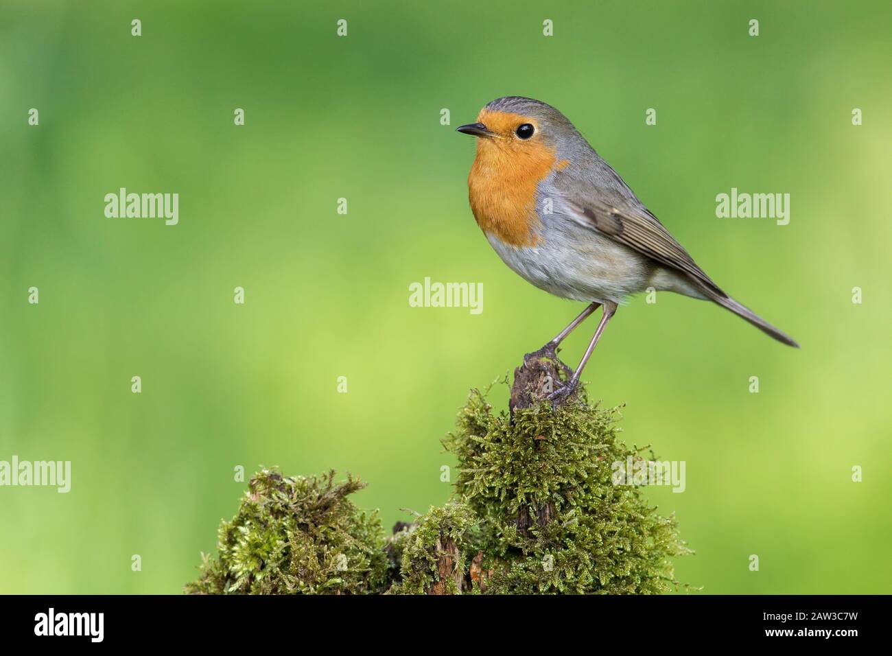 Eurasisches Robin (Erithacus rubecula) thront auf einem mossten Stamm, Vogelporträt Stockfoto