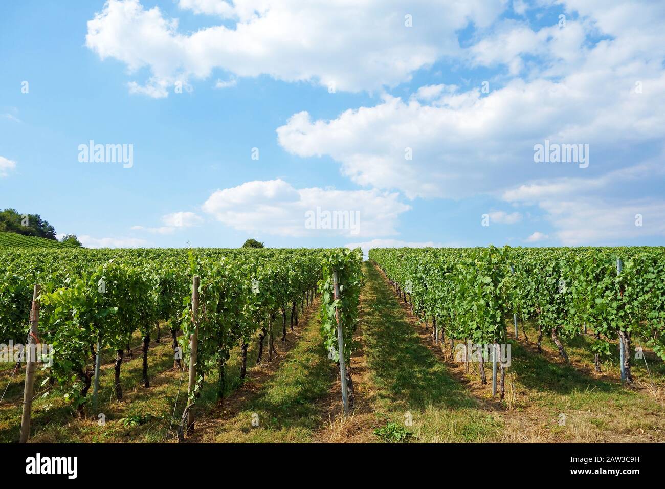 Schöne Zeilen der Trauben vor der Ernte Stockfoto