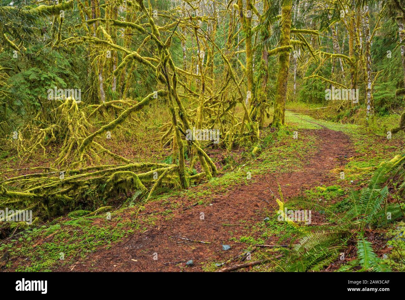 Bäume, bedeckt mit Moos, Regenwald, Lake Serene Trail, Mount Baker-Snoqualmie National Forest, North Cascades, in der Nähe der Stadt Gold Bar, Washington, USA Stockfoto