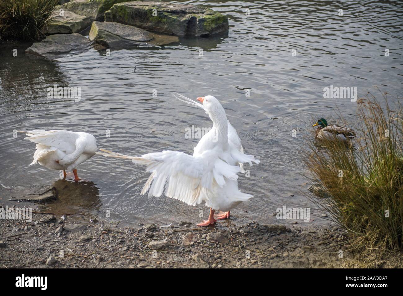 Zwei Gänse am Rande des Teiches in Clydach Vale South Wales. Stockfoto