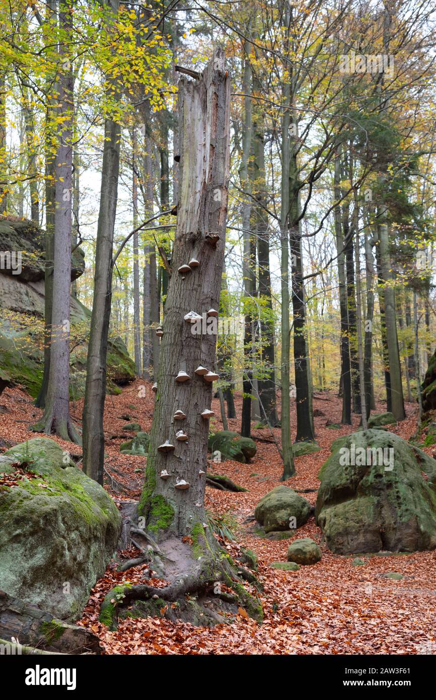 Herbstwald im Kirnitzschtal, Elbsandsteingebirge, Nationalpark Sächsischen Schweiz, Sachsen, Deutschland, Europa Stockfoto