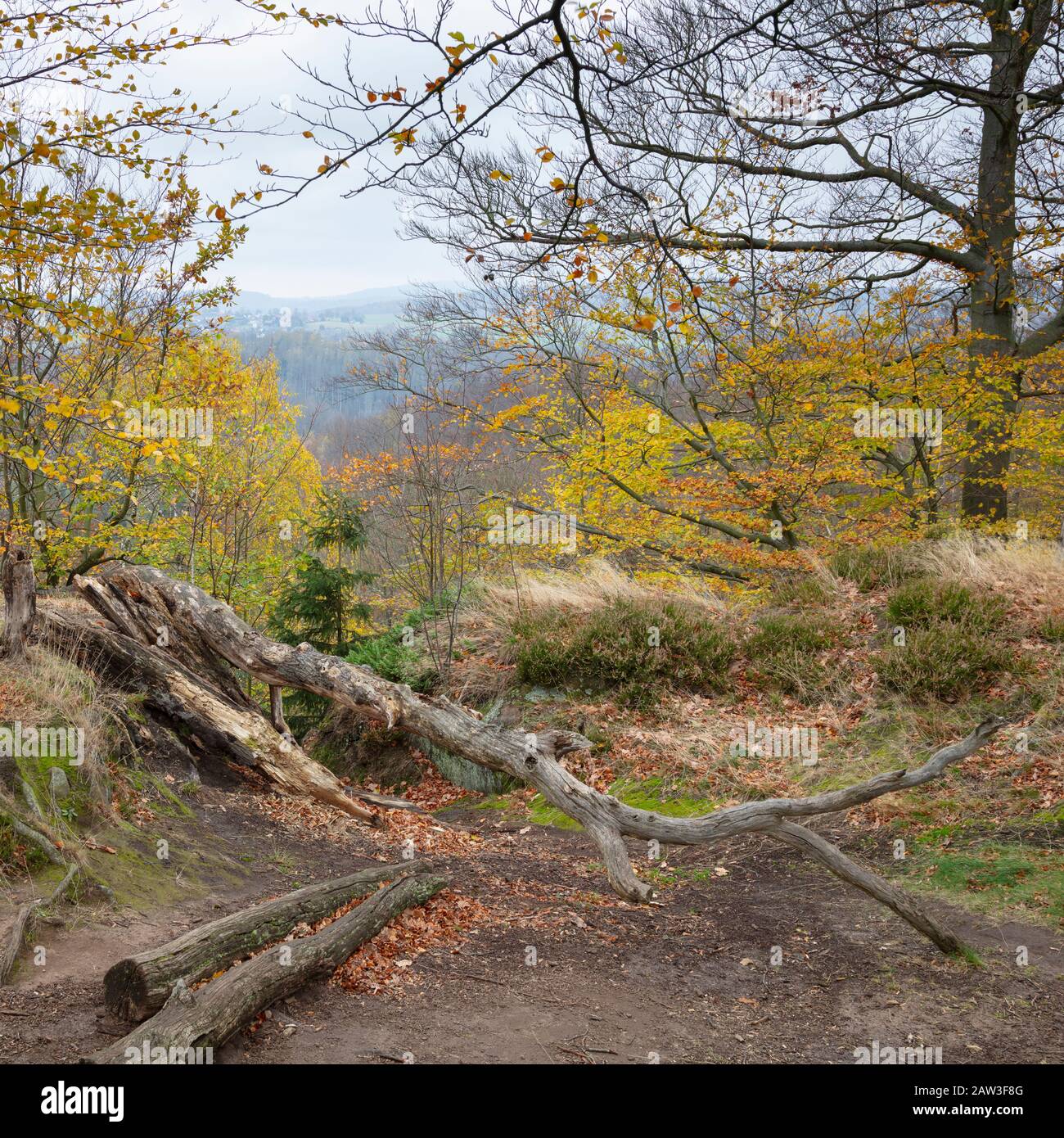 Herbstwald im Kirnitzschtal, Elbsandsteingebirge, Nationalpark Sächsischen Schweiz, Sachsen, Deutschland, Europa Stockfoto