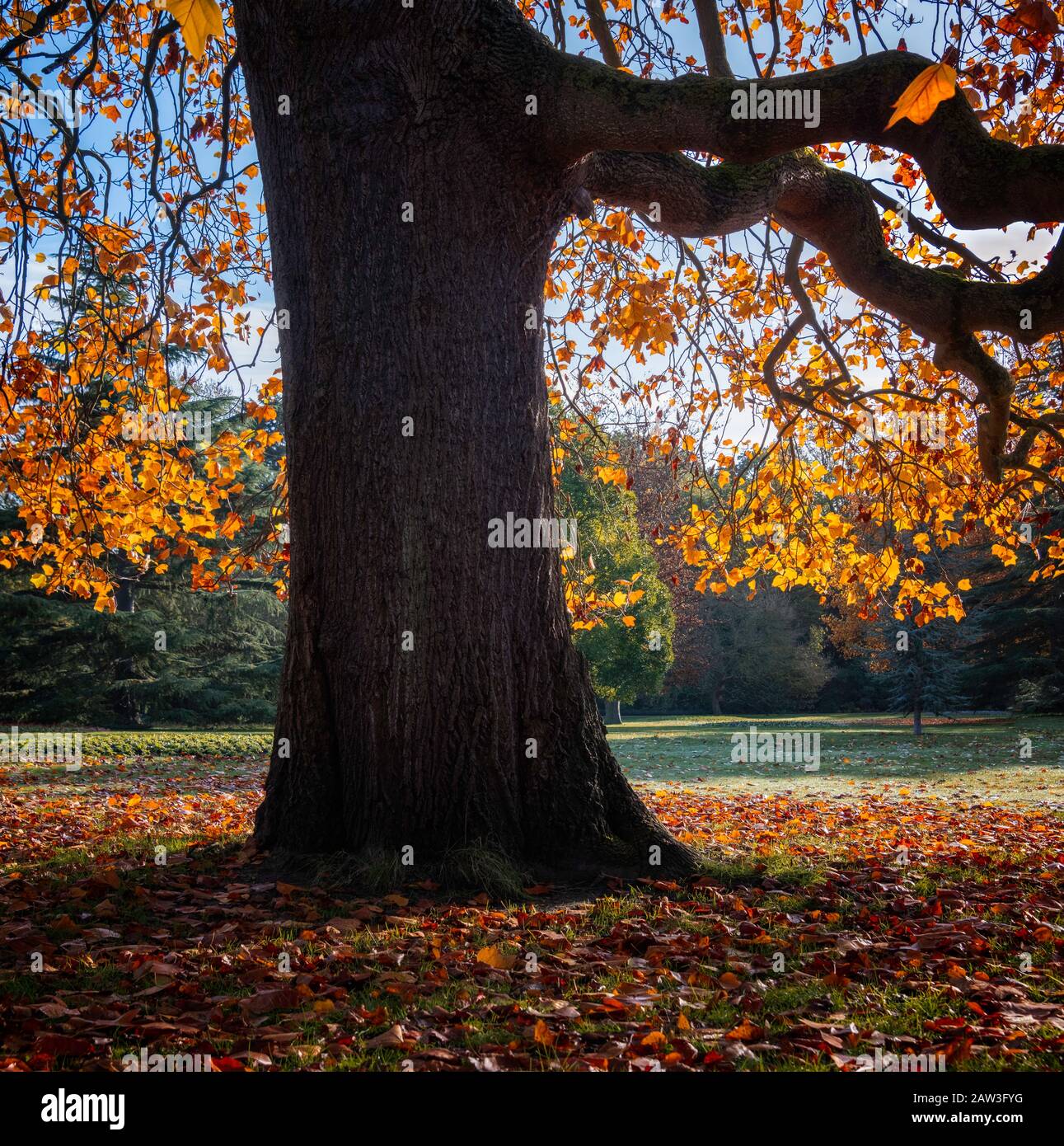 Herbstliche Szene, Greenwich Park, London. Stockfoto