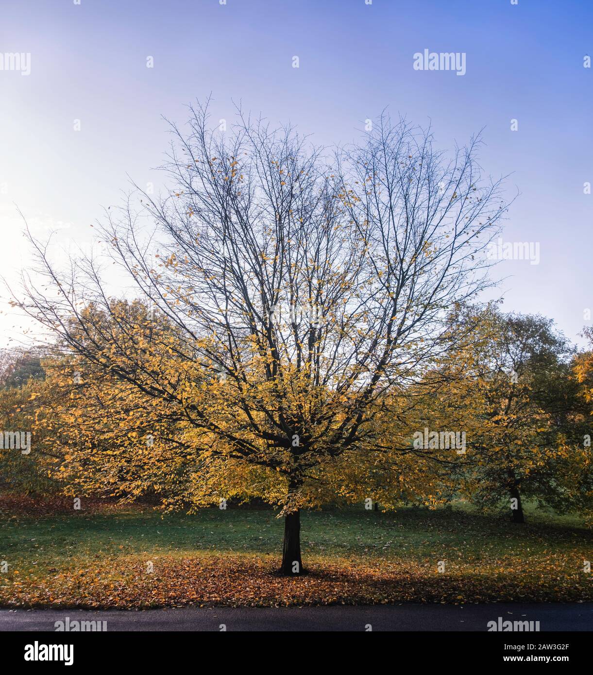 Herbstliches Baumbild in Großbritannien. Stockfoto