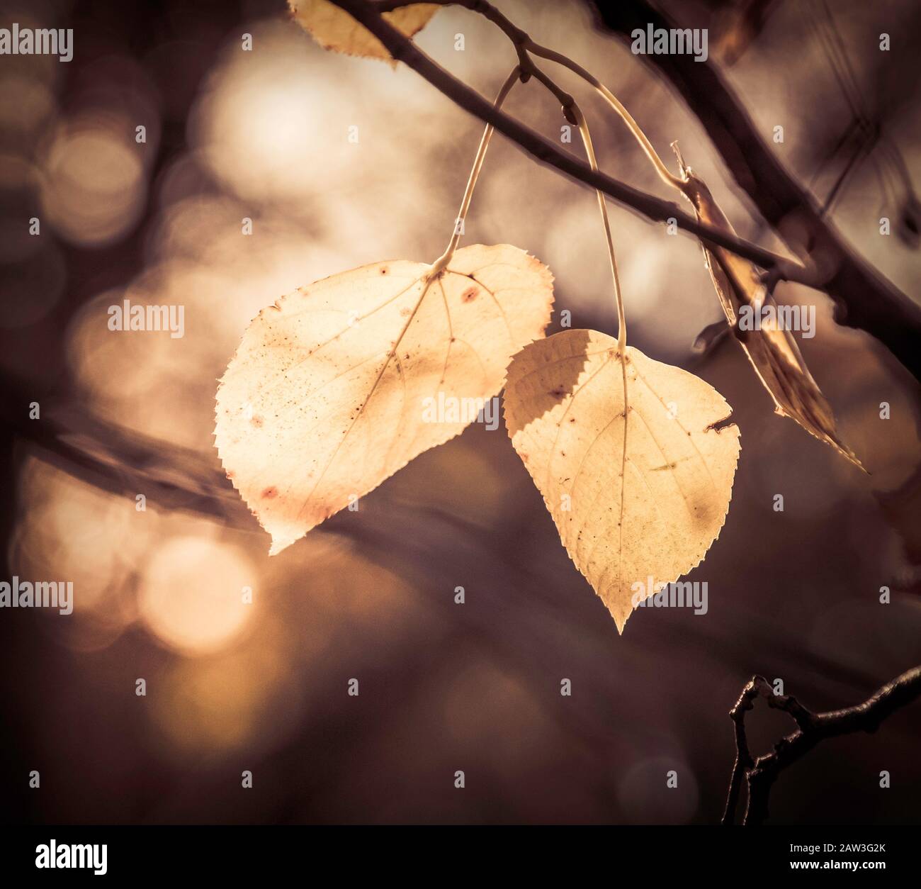 Nahaufnahme von zwei Herbstblättern mit Unschärfe und Bokeh im Hintergrund. Stockfoto