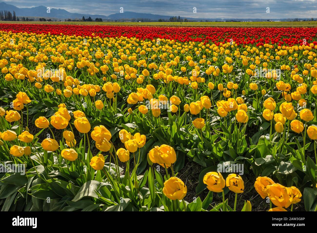 Tulpenfeld bei Skagit Valley Tulpenfest, Mount Vernon, Washington State, USA Stockfoto