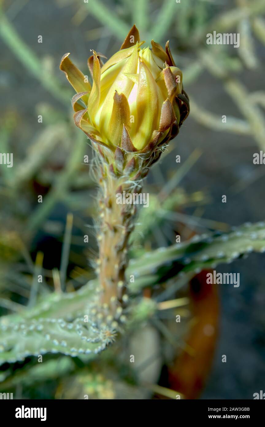 cactus klo Cuddly Cactus (Cereus Cactus) | Houseplants Safe for Pets Delivery main image 1