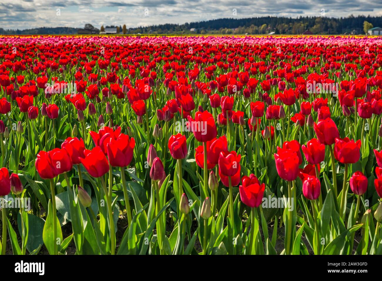 Tulpenfeld bei Skagit Valley Tulpenfest, Mount Vernon, Washington State, USA Stockfoto