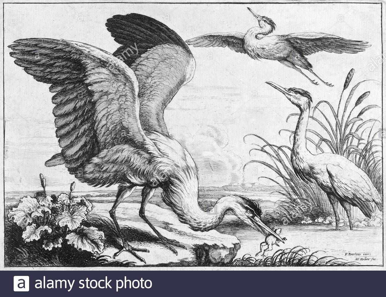 Drei Herons, Radierung durch den böhmischen Radierer Wenceslaus Hollar aus dem Jahr 1600 Stockfoto
