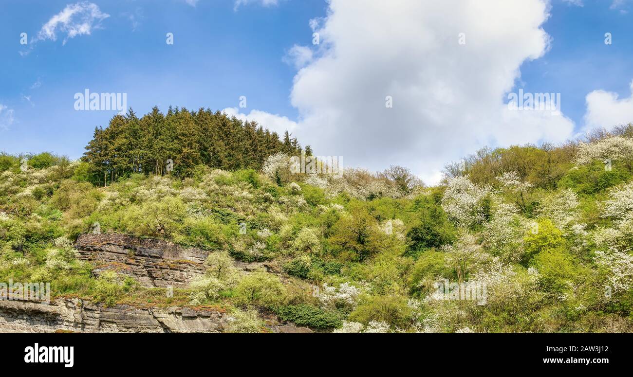 Pflanzen- und Baumartenvielfalt mit blühenden Büschen und Bäumen auf einem sedimentären Felshügel im Frühjahr, Stuxberg, Unkel, Rheinland-Pfalz, Deutschland Stockfoto