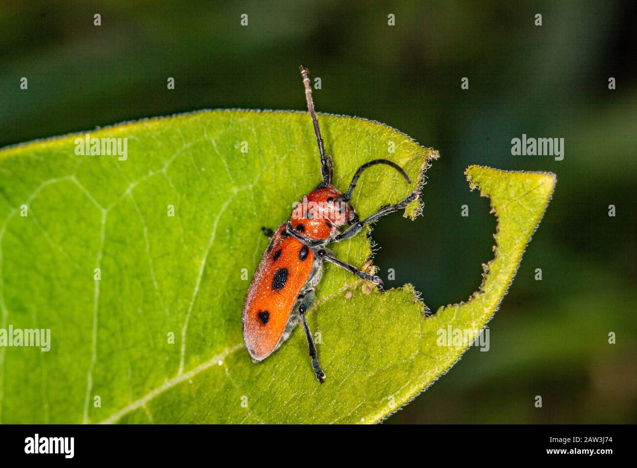 Ein roter Milchkunkenkäfer, der ein Blatt isst Stockfoto