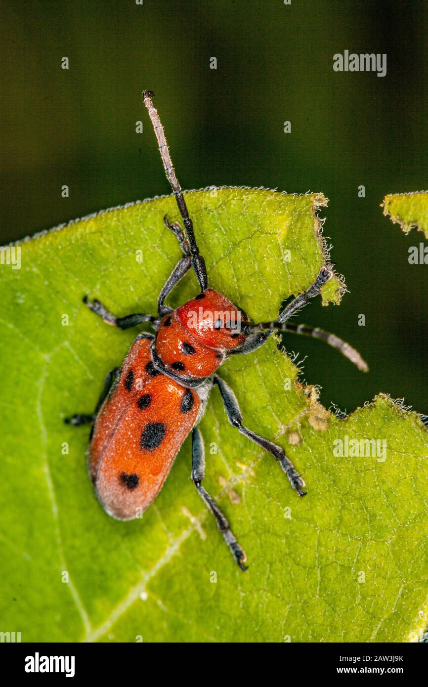 Ein roter Milchkunkenkäfer, der ein Blatt isst Stockfoto