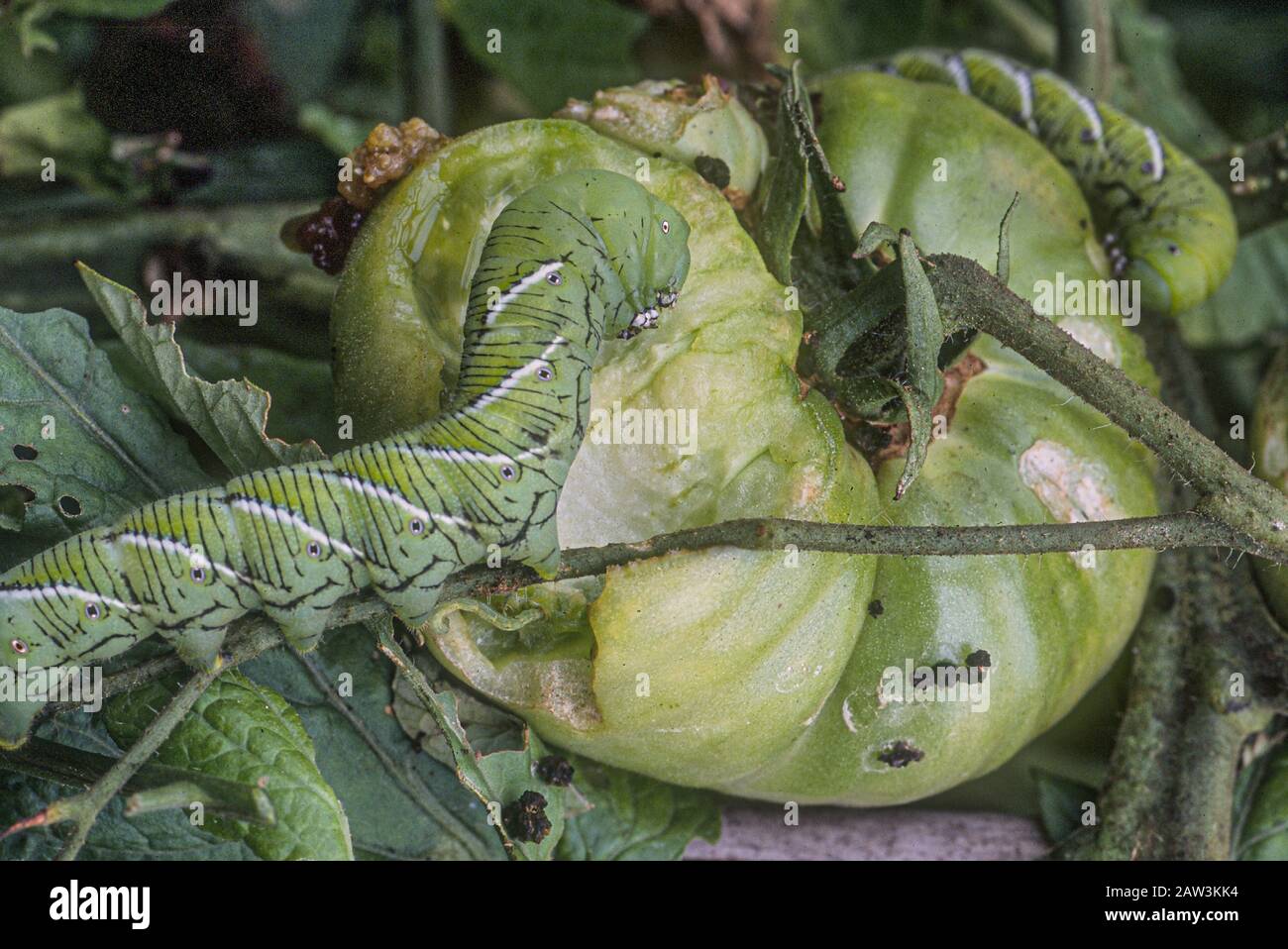 Tomaten-Hornwurm - Manduca quinquemaculata Stockfoto