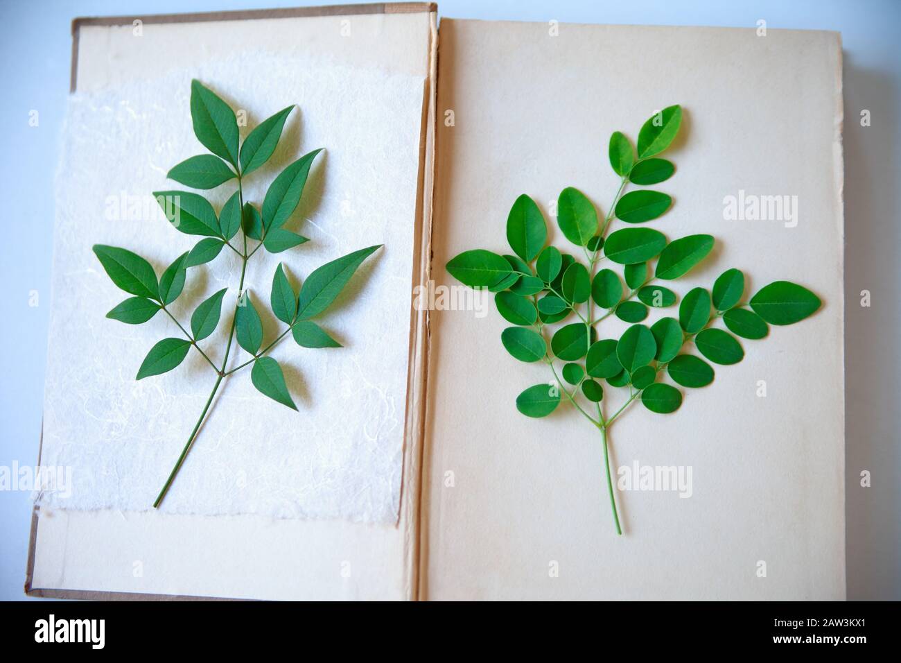Frische grüne Blätter aus einem nandina-busch auf handgefertigtem Papier und Moringa-Baumblättern auf einer Vintage-Buchseite Stockfoto